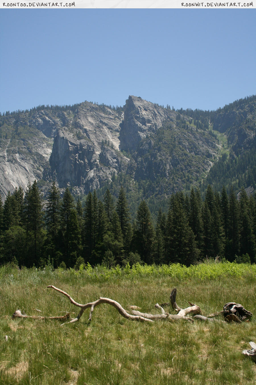 Yosemite 17 meadow