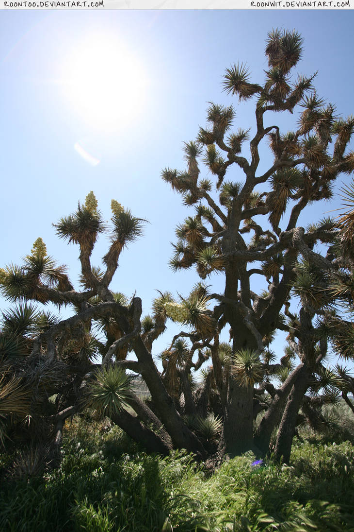 Joshua Tree 1 by RoonToo