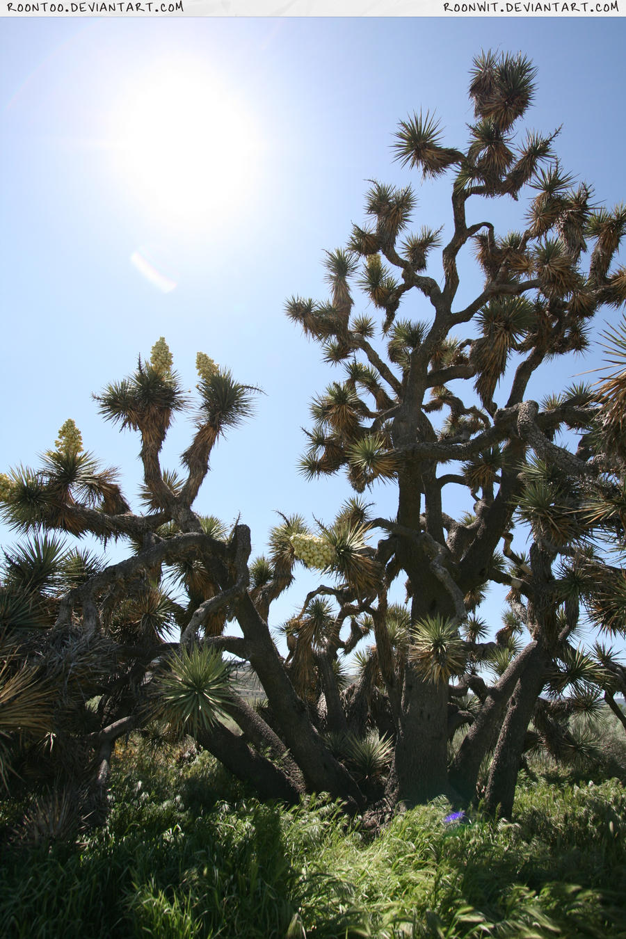 Joshua Tree 1 by RoonToo