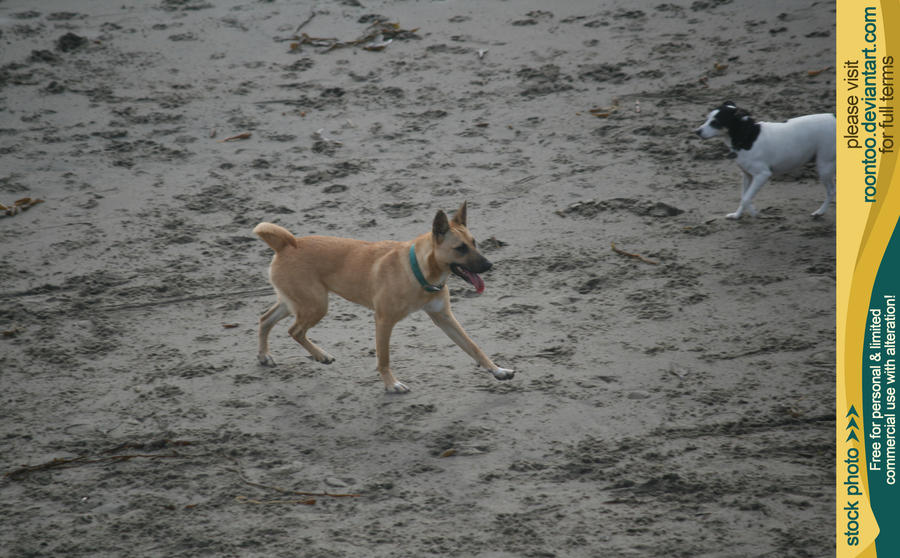 Dog beach 4