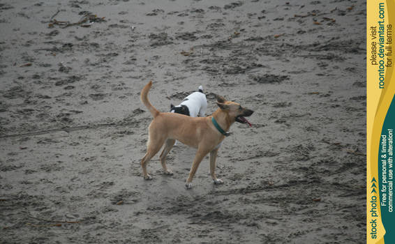 Dog beach 5