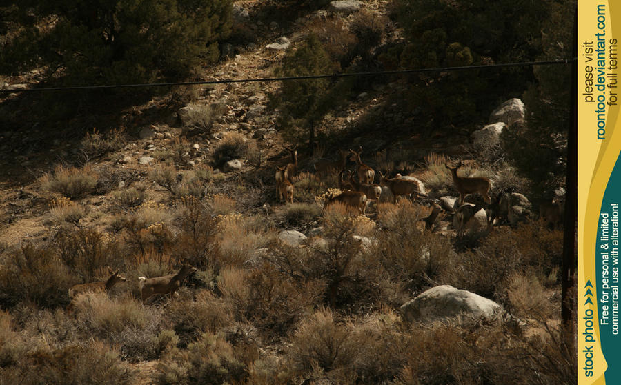 Mule deer herd 10