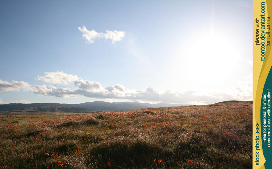 Poppy Field 7 by RoonToo