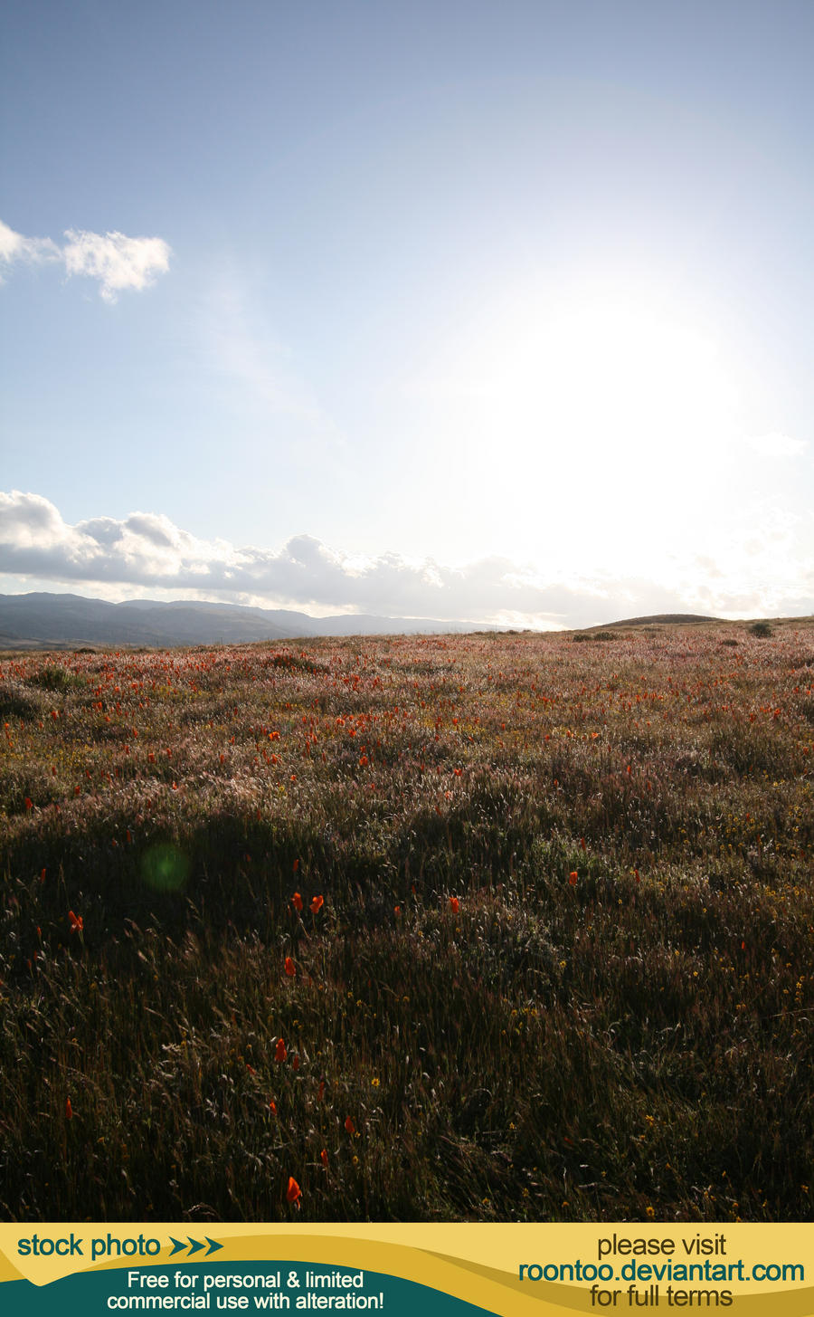 Poppy Field 10 by RoonToo