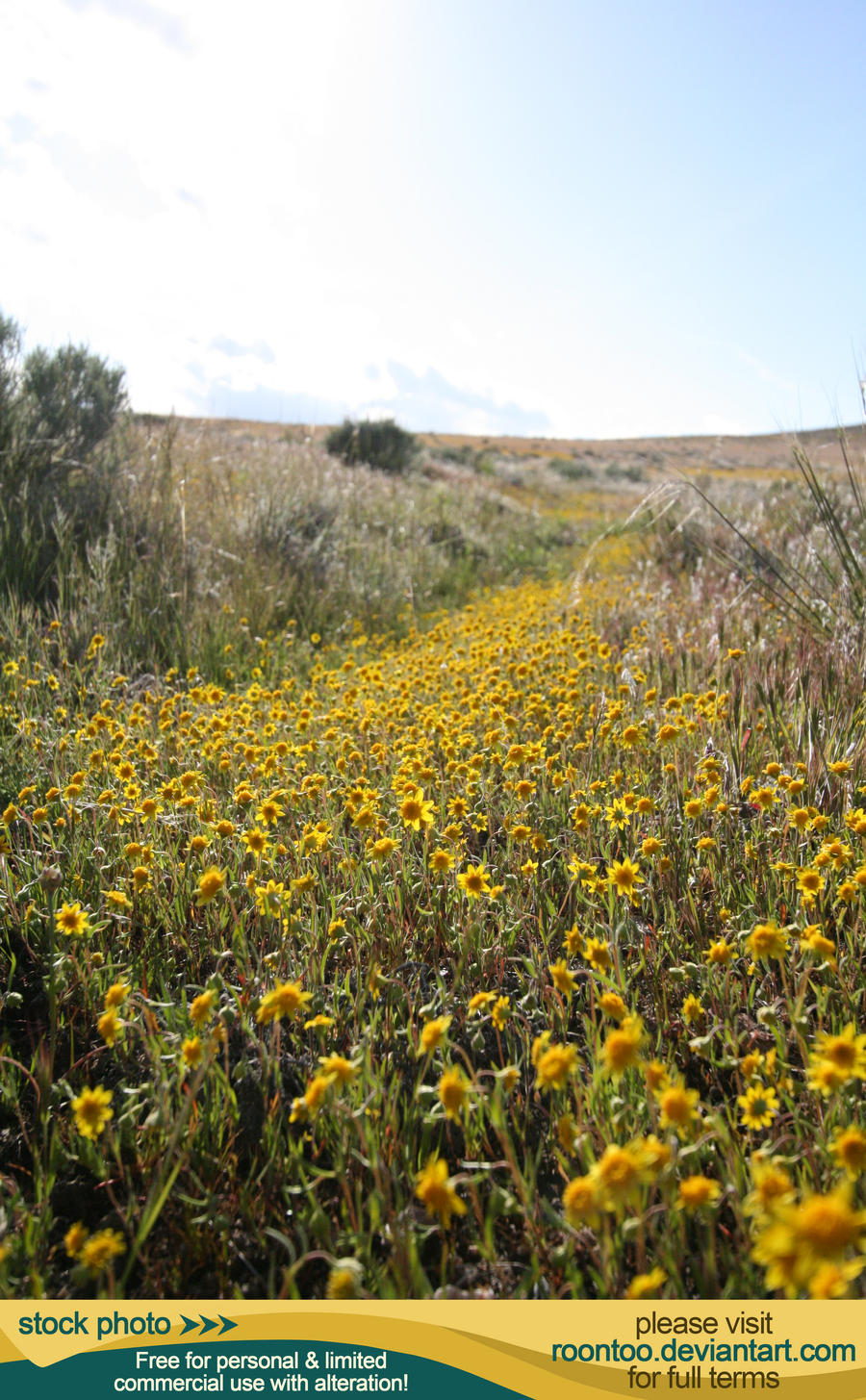 Wildflowers 1