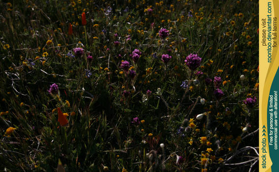 Wildflowers 5