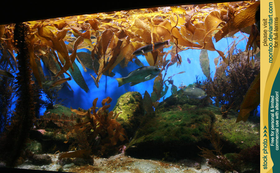 Aquarium 06 by RoonToo