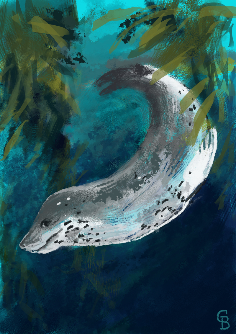 Leopard Seal