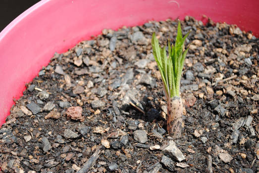 Voodoo lilly Amorphophallus konjac