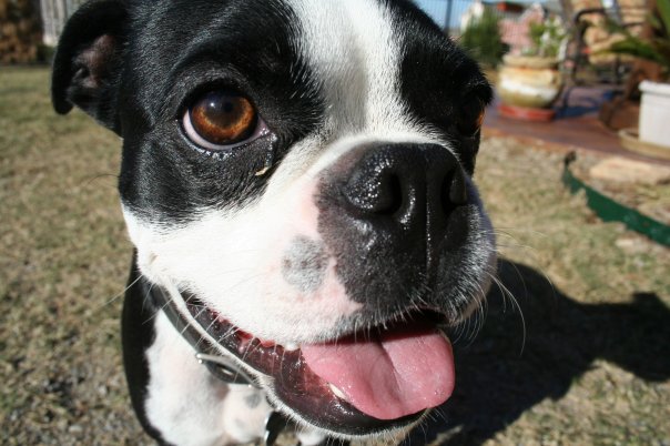 Boston Terrier