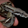 Young boa constrictor