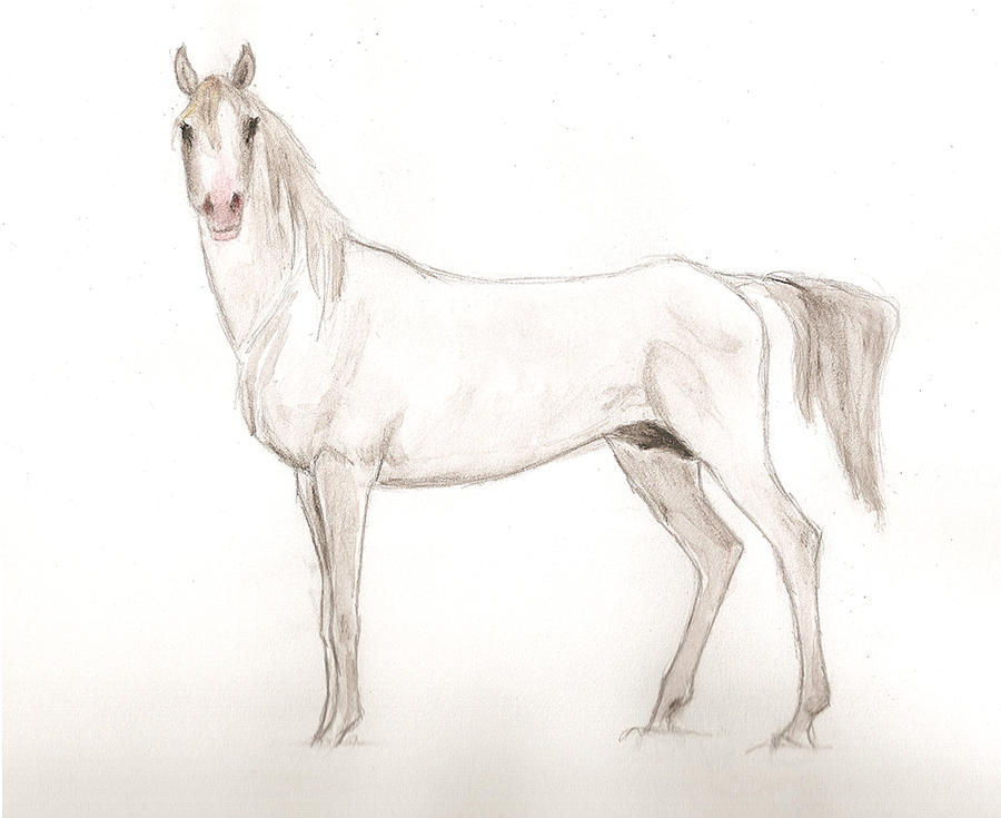 white arabian