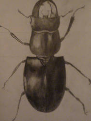 Beetle- art homework