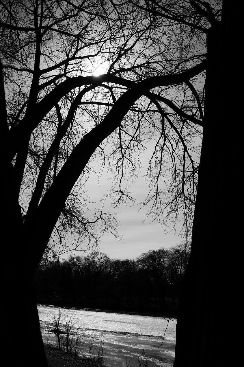 Black and White Trees