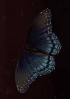 Blue Butterfly-TOP