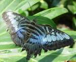 Butterfly House Preview 2 by themuseslibrary