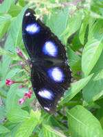 Butterfly House 3