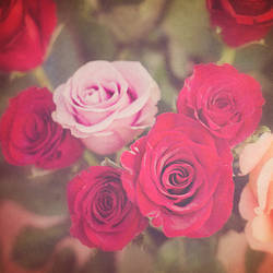 My pretty roses