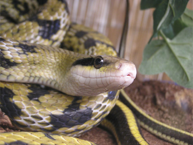 Taiwanese Beauty Snake