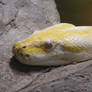 Albino Burmese Python 2