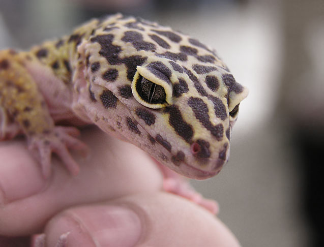 Leopard Gecko