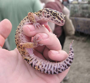 Leopard Gecko 2