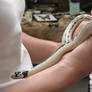 'Banana' California King Snake