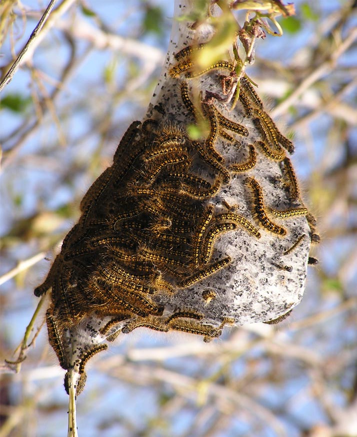 Forest Tent Caterpillar