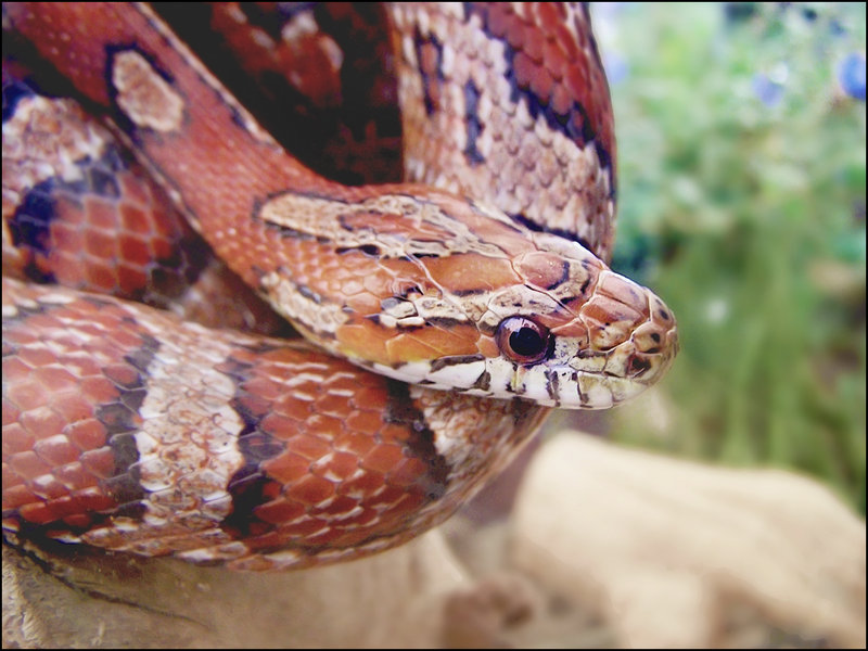 Cornsnake