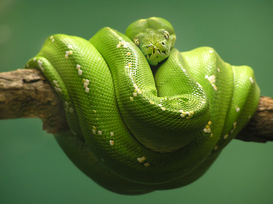 Green Tree Python