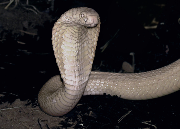 Albino Monocled Cobra Stock