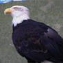 Bald Eagle Stock