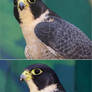 Peregrine Falcon Stock