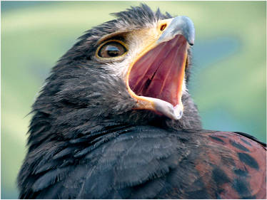 Harris Hawk Open Mouth Stock