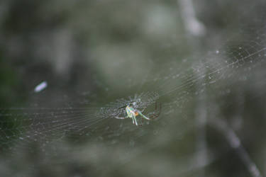 Under the green spider