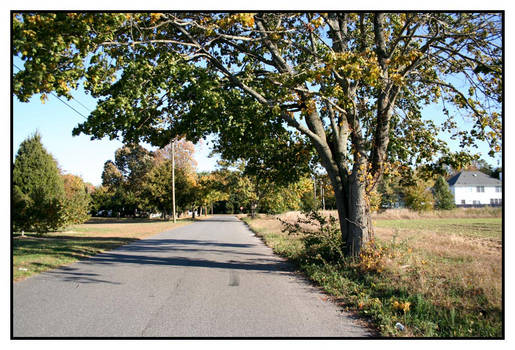 A Tree By The Road