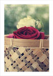 Basket of spring . . . by Miss-Photo