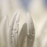 White drops .   .  . by Miss-Photo