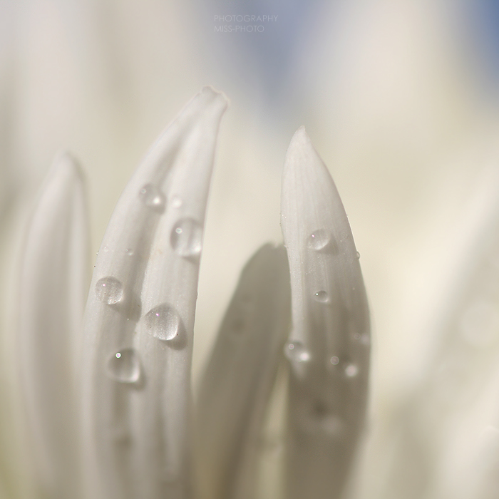 White drops .   .  .