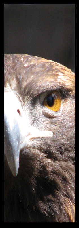 Golden Eagle Eye