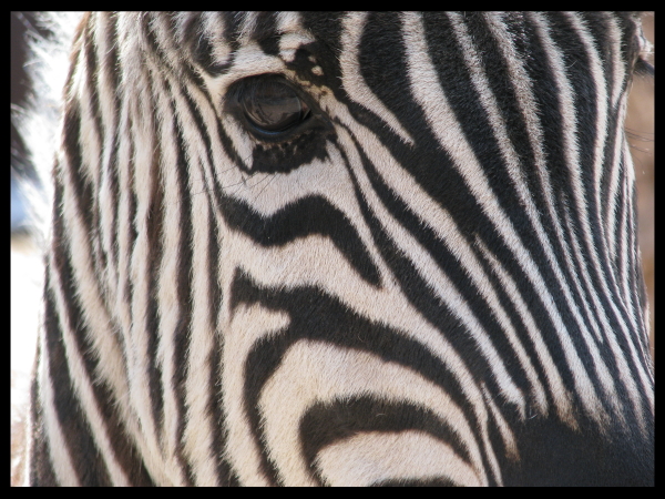 Of Stripes and . . . Stripes