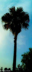 Palm tree