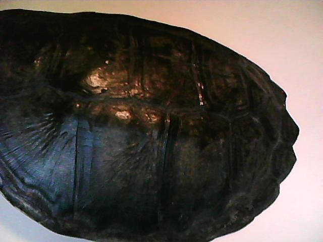 Top of turtle shell 1 by manicperlerbeads on DeviantArt