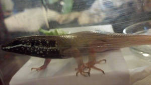 Skink