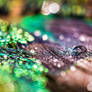 Macro Peacock Feather Water Drop