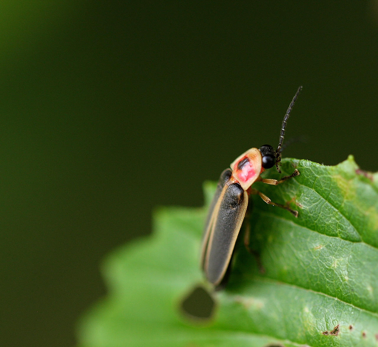 Lightning Bug Up Close by traveler21 on DeviantArt