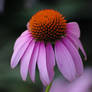 Echinacea