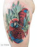 best Rosella parrot tattoo bird idea, liz Venom