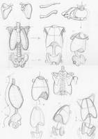 Random anatomy sketches 2