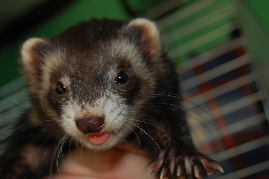 Hyper Ferret Superferret by Moshtik on DeviantArt